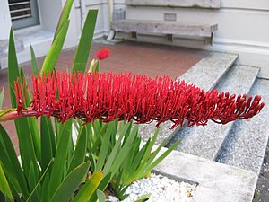 Xeronema callistemon