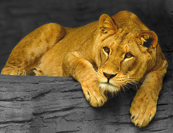 Leonino (Panthera leo)