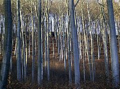 Suentel forest