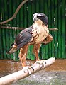 Rufous-bellied eagle