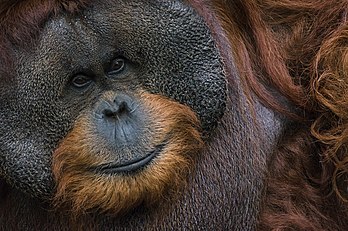 Portrait d'un orang-outan de Bornéo (Pongo pygmaeus wurmbii), photographié à Bogor. L’espèce est considérée en danger critique d'extinction. (définition réelle 2 400 × 1 590)