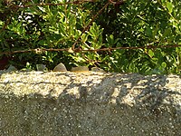 Eugenio Montale, ... presso un rovente muro d’orto... che ha in cima cocci aguzzi di bottiglia