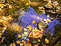 Image 21Leaf litter is an allochthonous energy source. (from River ecosystem)