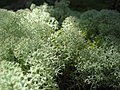 Cladonia rangiferina.