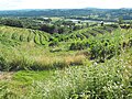 Coteaux du Saillant-Vezere near La Chartroulle