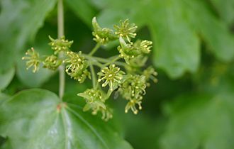 field maple flower (Acer campestre)