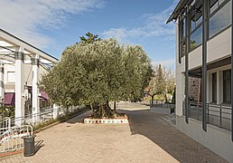 The millennium olive tree.