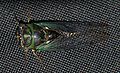 Tibicen cicada