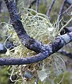 Usnea australis.