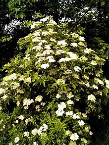 Sambucus nigra-Busch.jpg