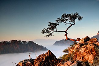 Blick von der Sokolica mit der Tatra im Hintergrund; Nebel im Dunajec-Durchbruch ist typisch für den Spätherbst