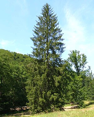 Harilik kuusk (Picea abies)