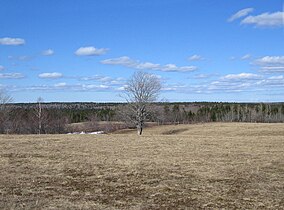 A lonely tree