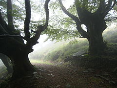 Beeches in Ordunte province of Burgos.