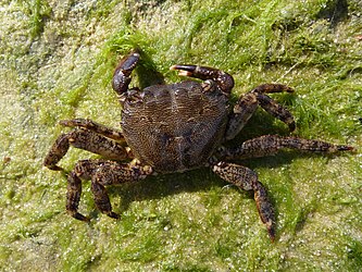 Marbled rock crab