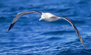 Albatrosses range over huge areas of ocean and regularly circle the globe.