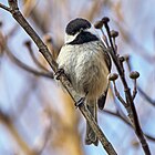 A black-capped chickadee, the provincial bird of New Brunswick