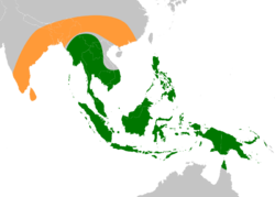 Original native ranges of the ancestors of modern edible bananas. Musa acuminata (green), Musa balbisiana (orange)[51]