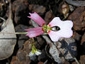 Stylidium calcaratum