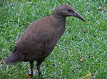 Photograph of a single brown hen on grass