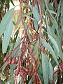 Eucalyptus sideroxylon, showing fruit (capsules) and buds with operculum present.