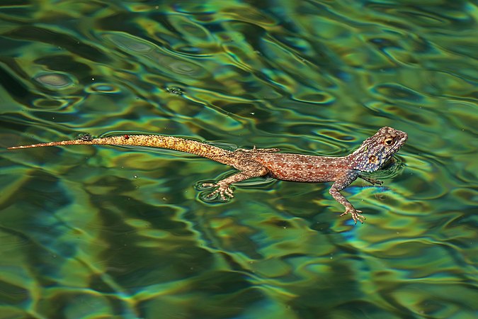 Ground agama (Agama aculeata)