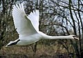 Mute Swan