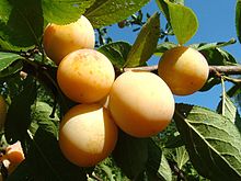 Fruits ronds jaune d'or dans un arbre