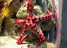 Red-knobbed starfish