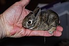 Sylvilagus aquaticus Водяной кролик (подросток)