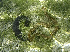 Una Holothuria leucospilota (negra, ordino Holothuriida) y una Synapta maculata (bruna, ordino Apodida).