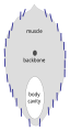 Image 6Herring reflectors are nearly vertical for camouflage from the side. (from Pelagic fish)