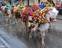 Retrieving cattle from high pastures in the Alps is a social highlight for tourists and residents.