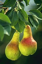 Two pears (pyrus)