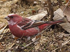 Roselin rose (Carpodacus roseus), un vrai roselin