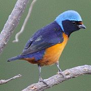 Organiste à capuchon (Euphonia elegantissima)