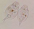 Pair of Lepadella rotifers from pond water
