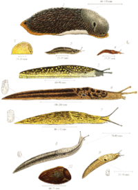 Variae species limacum Britannicorum, a summa parte: Arion ater, Geomalacus maculosus, Limax maximus, Limax flavus