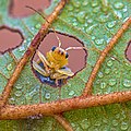 Image 19The leaves of an Alnus nepalensis tree provide a microhabitat for species like the leaf beetle Aulacophora indica. (from Habitat)