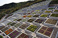 Awaji Yumebutai, a contemporary garden on the island of Awaji, Hyōgo (2000)