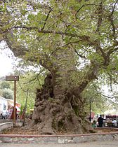 Platanus in Krási, Crete