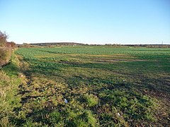 Large brassica field - geograph.org.uk - 2154029.jpg