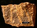 Ordovician hardground cross-section with Trypanites borings filled with dolomite; southern Ohio.