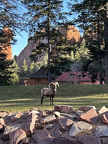 Bighorn sheep on Glen Eyrie Castle lawn