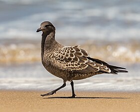 Heermann's gull fledgling from the Seaside colony foraging on Del Monte Beach, Monterey, CA