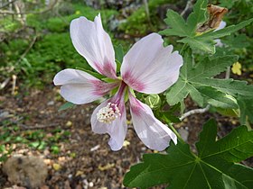 Lavatera acerifolia var. acerifolia