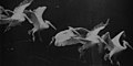 Image 22Flying pelican captured by Marey around 1882. He created a method of recording several phases of movement superimposed into one photograph (from History of film technology)