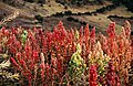 Chenopodium quinoa