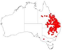 Distribución natural de Acacia harpophylla.