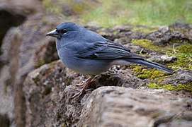 Pinson bleu (Fringilla teydea)